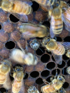 Emerging Worker Bee